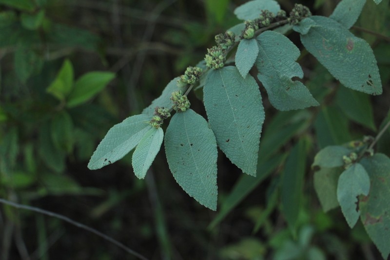 Waltheria glomerata photo 3