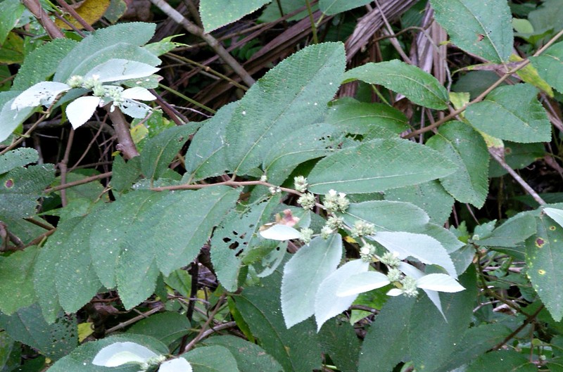 Waltheria glomerata photo 5