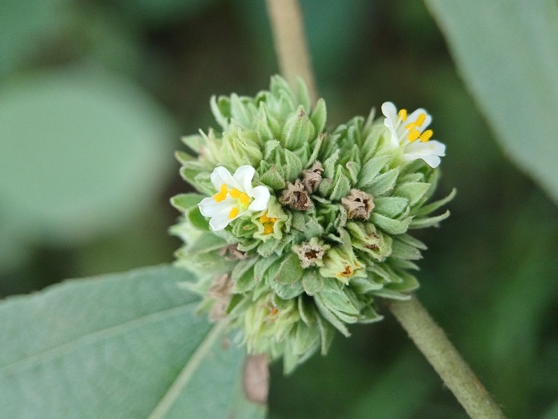 Waltheria glomerata photo 6