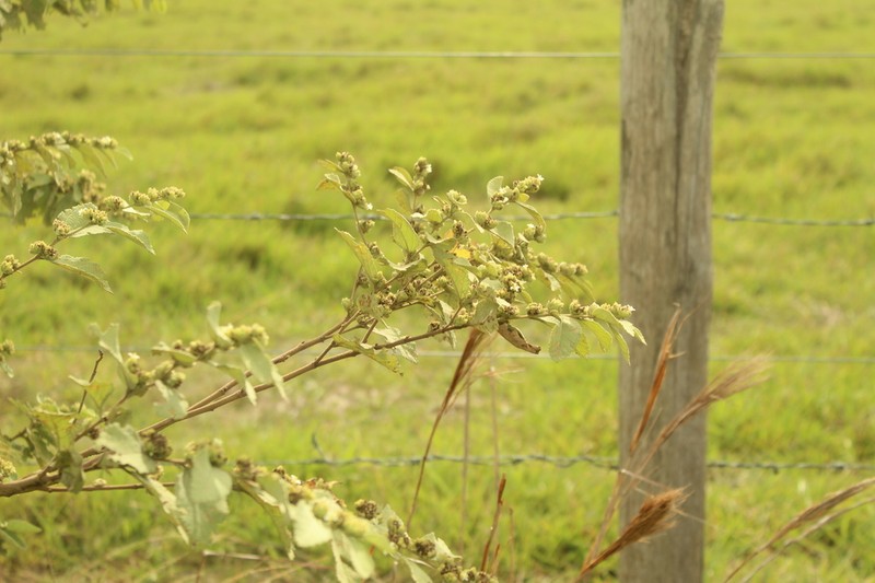 Waltheria glomerata photo 7
