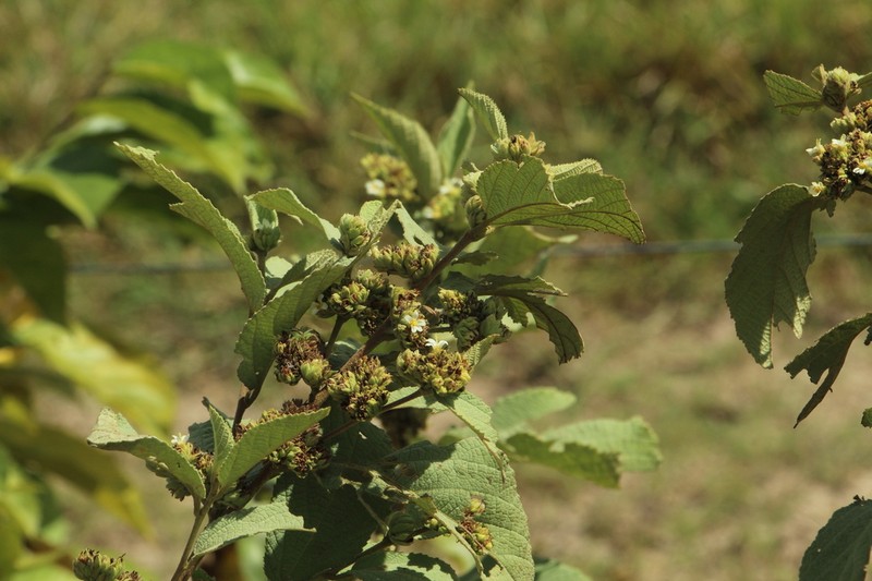 Waltheria glomerata photo 8