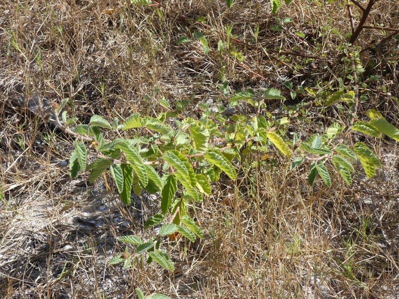 Uhaloa photo 7