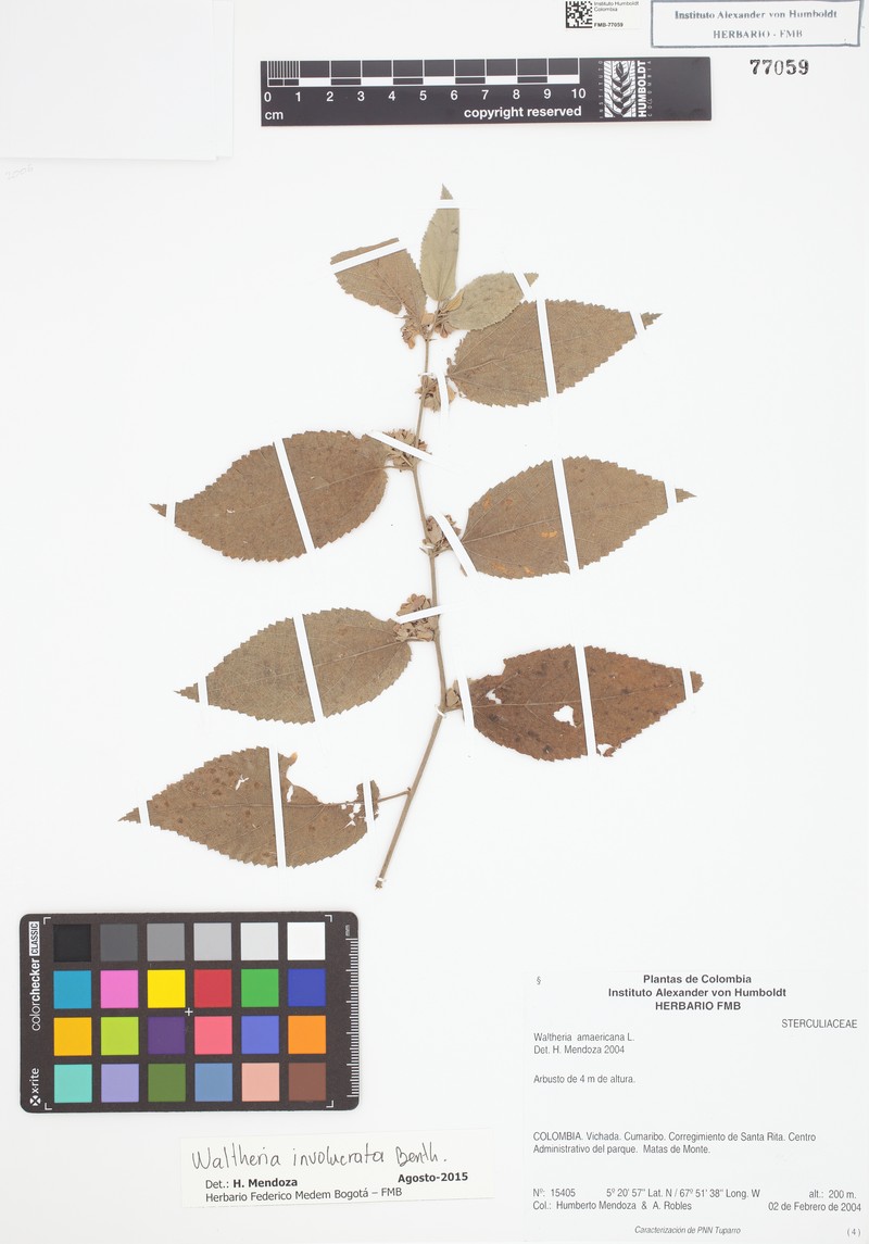 Waltheria involucrata