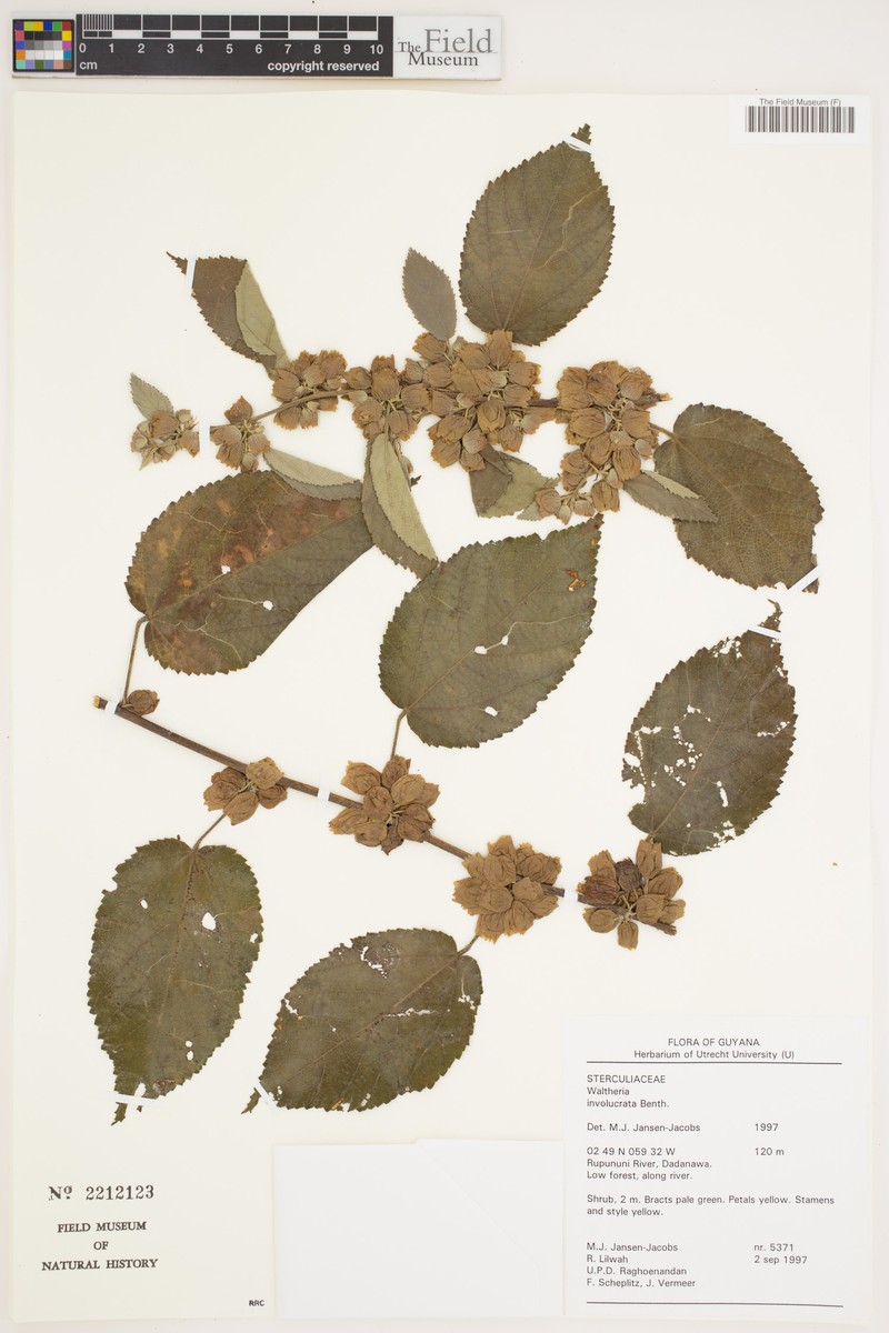 Waltheria involucrata photo 2