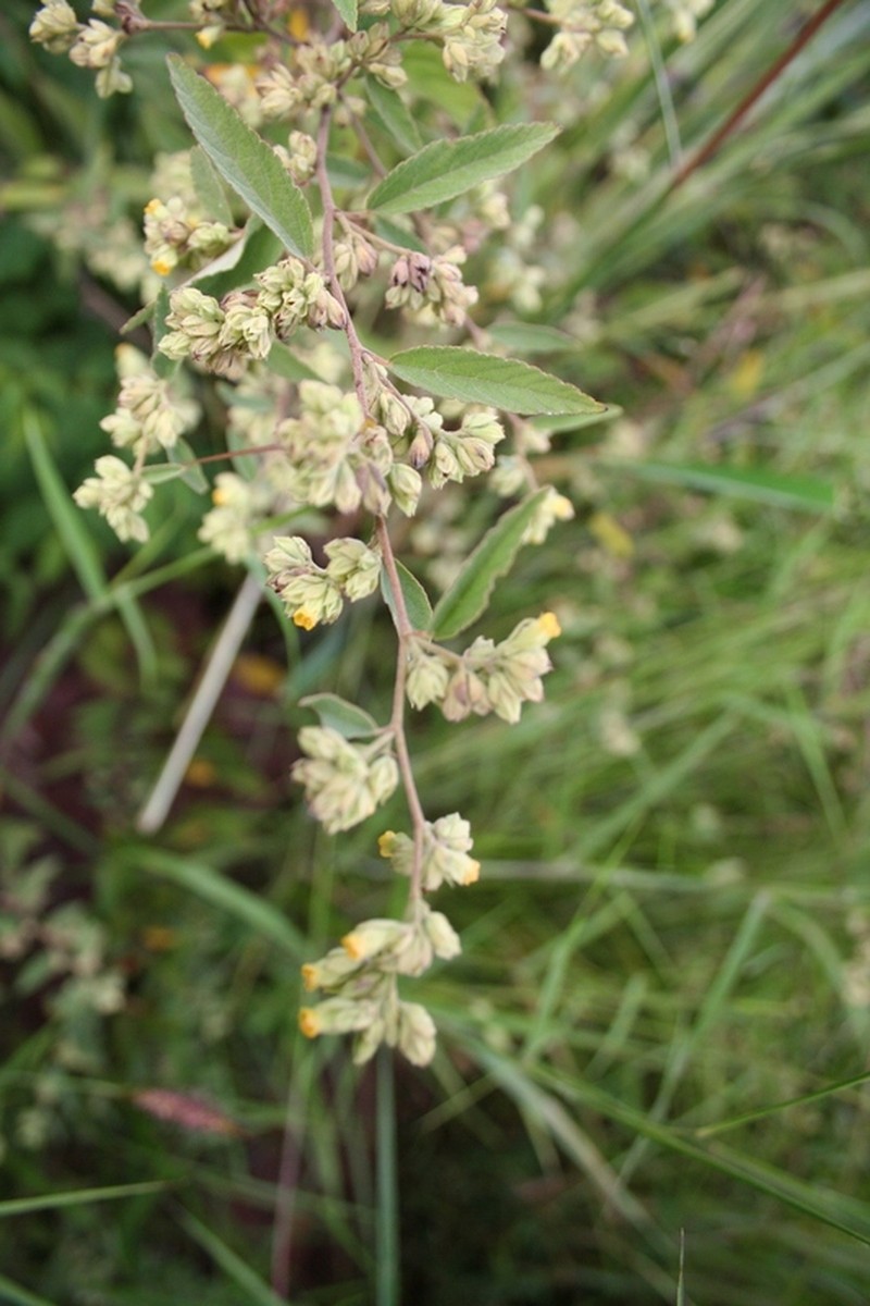 Waltheria lanceolata
