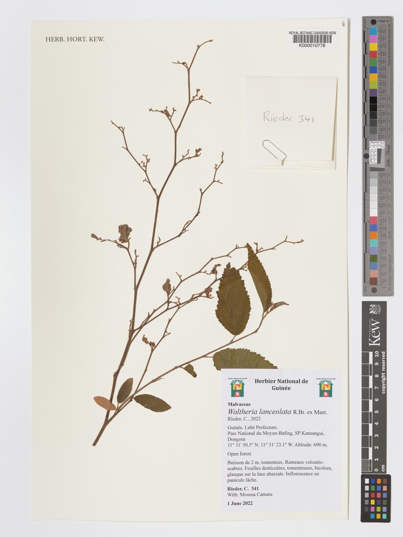 Waltheria lanceolata photo 2