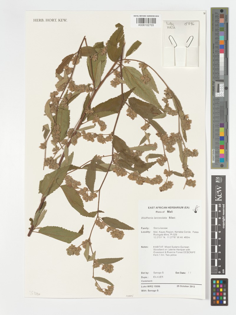 Waltheria lanceolata photo 3