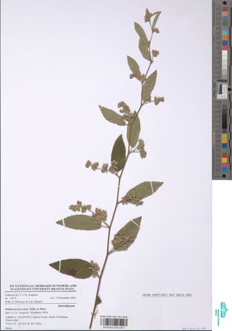 Waltheria lanceolata photo 4