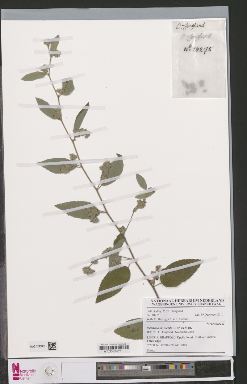 Waltheria lanceolata photo 5