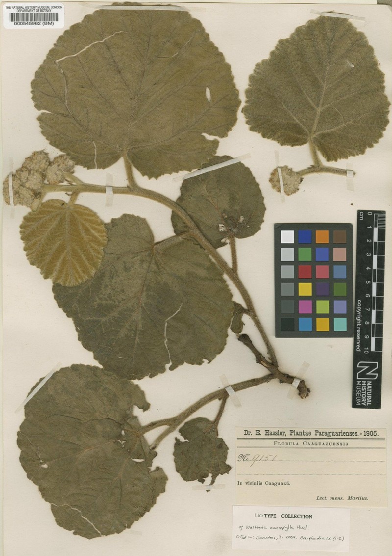 Waltheria macrophylla