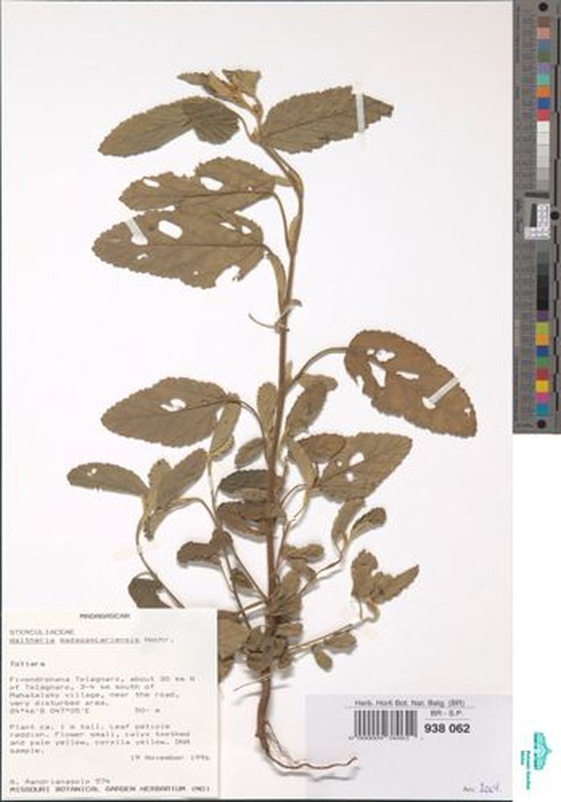 Waltheria madagascariensis