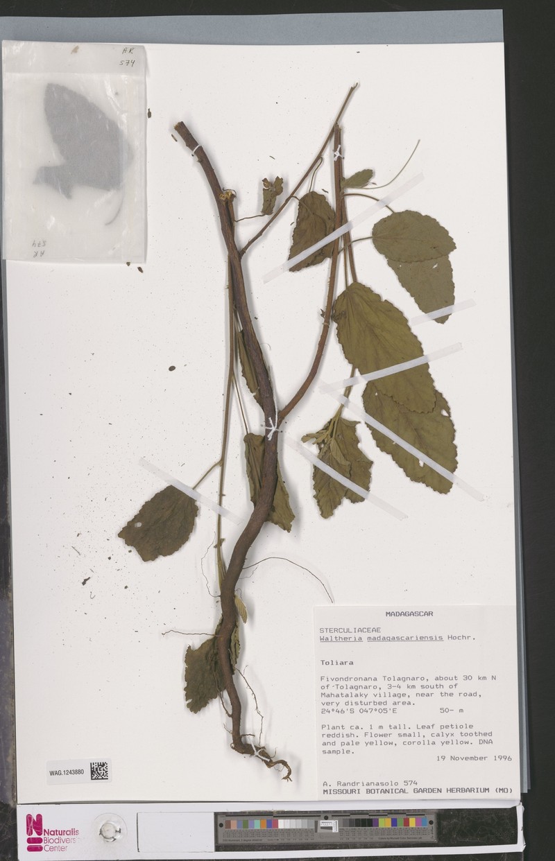Waltheria madagascariensis photo 2
