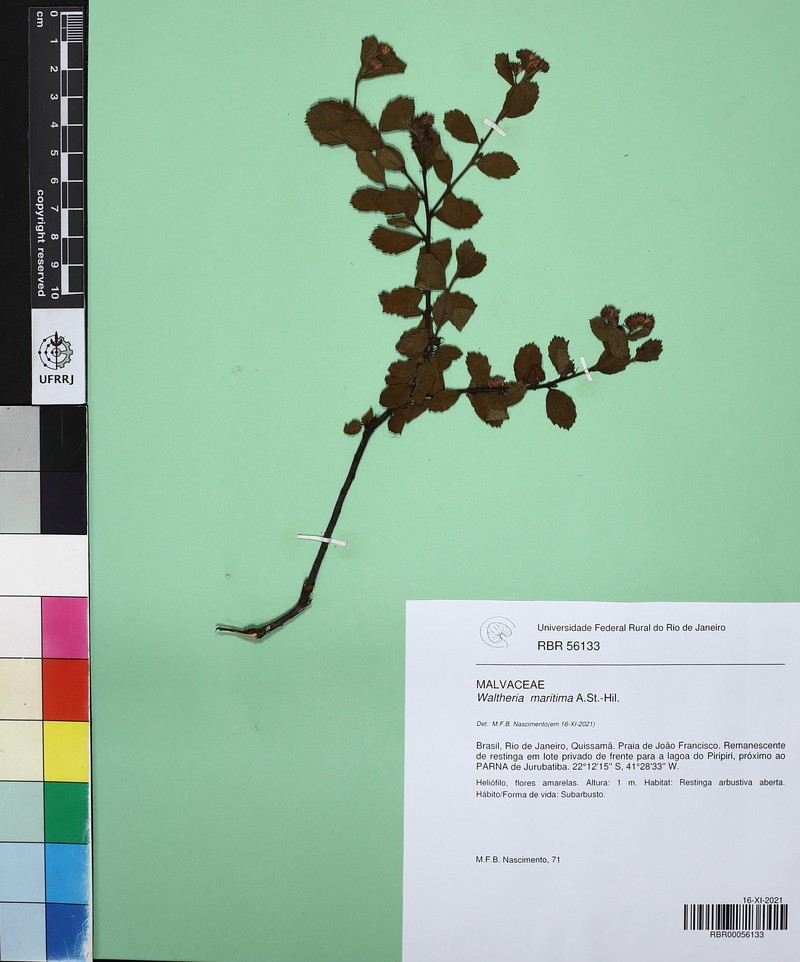 Waltheria maritima