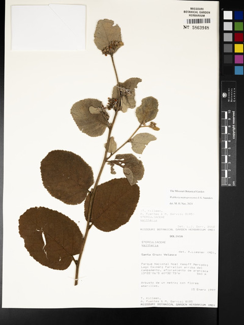 Waltheria matogrossensis