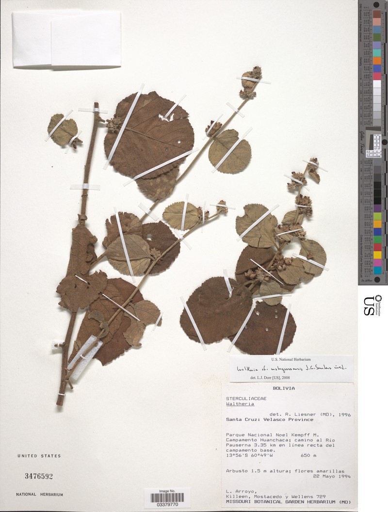 Waltheria matogrossensis photo 2