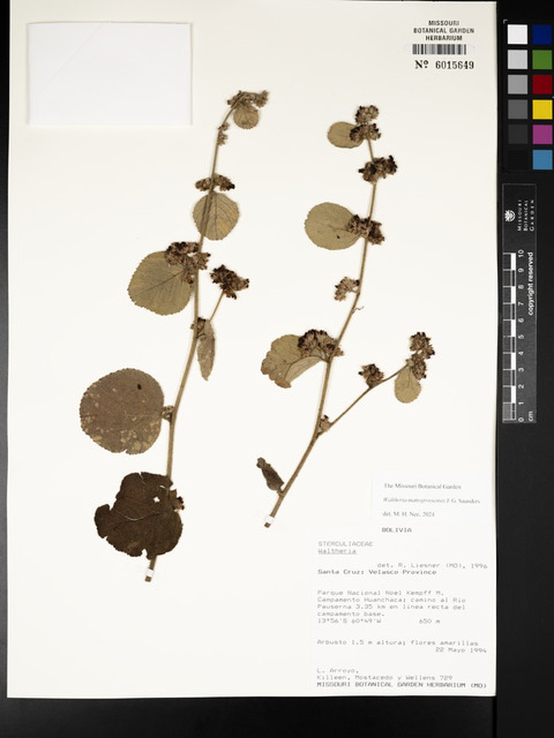 Waltheria matogrossensis photo 3