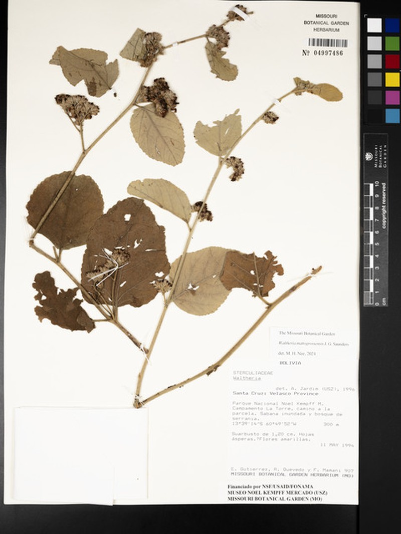 Waltheria matogrossensis photo 4