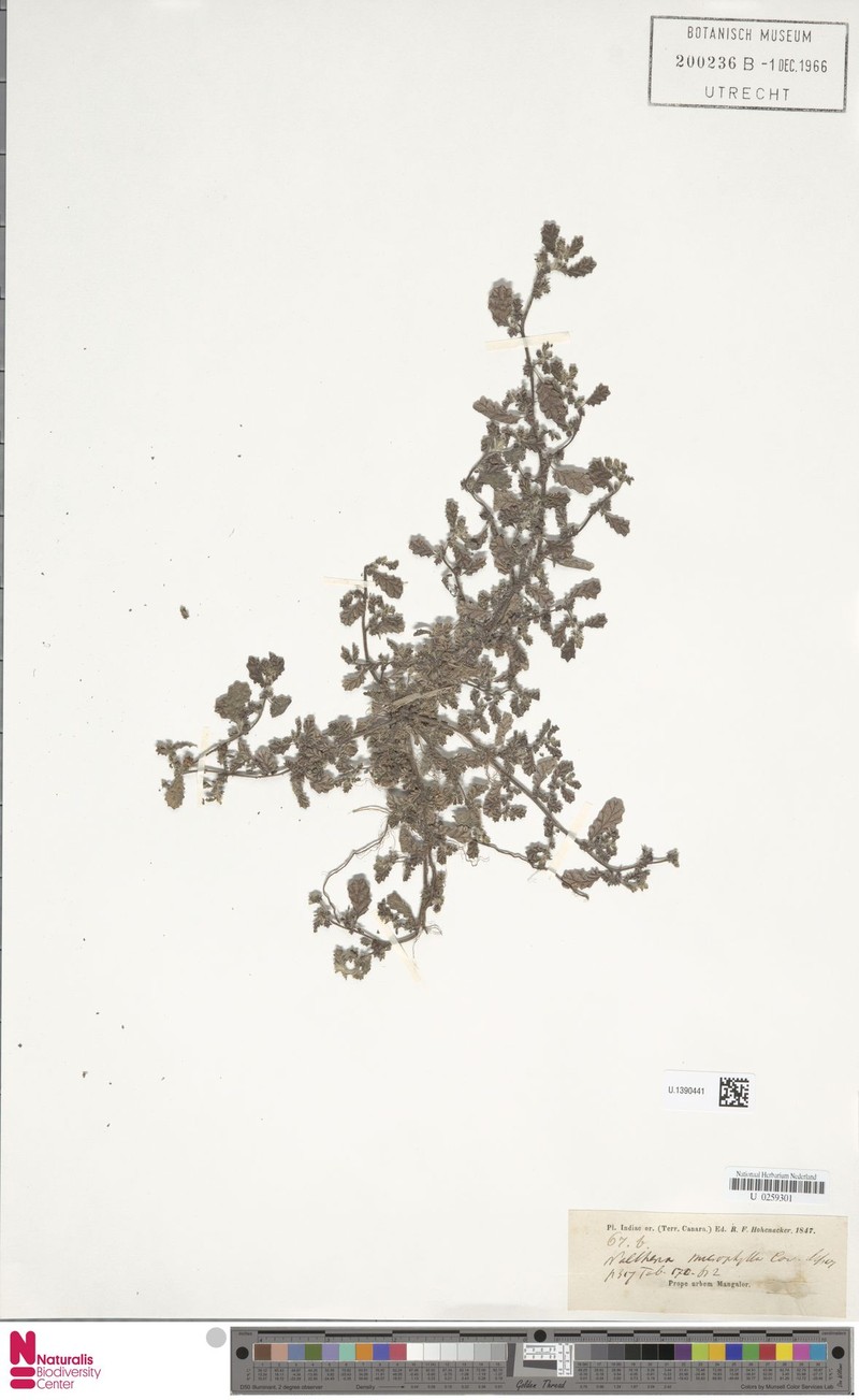 Waltheria microphylla