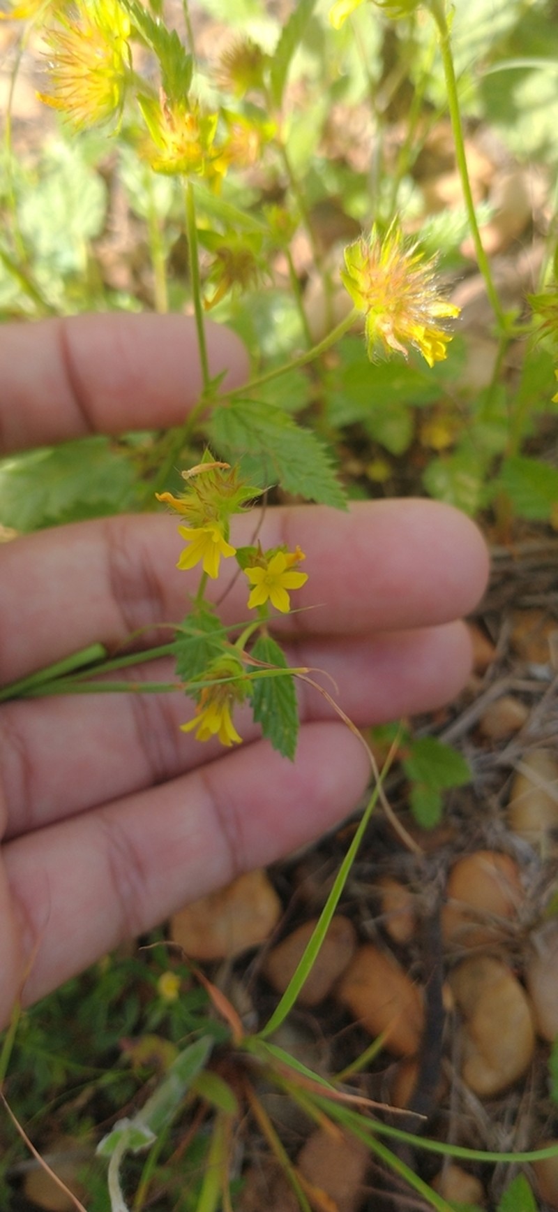 Waltheria operculata