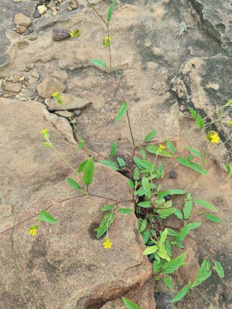 Waltheria operculata photo 2