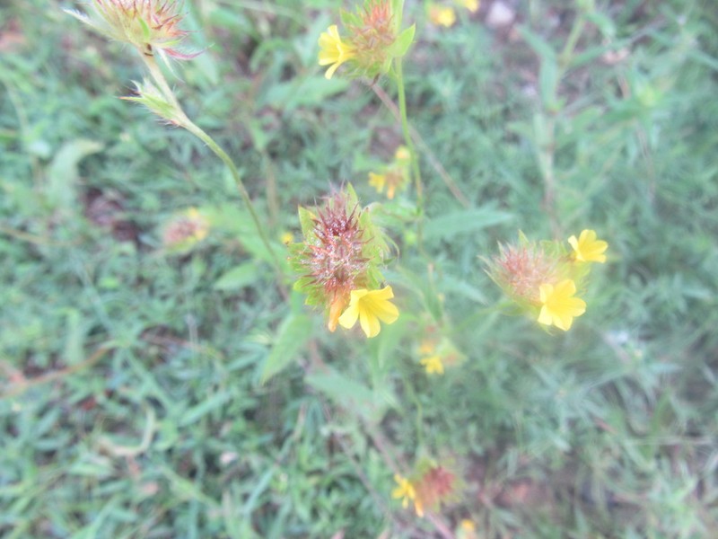Waltheria operculata photo 3