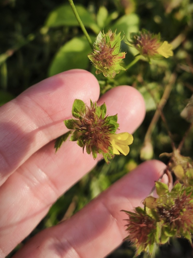 Waltheria operculata photo 4