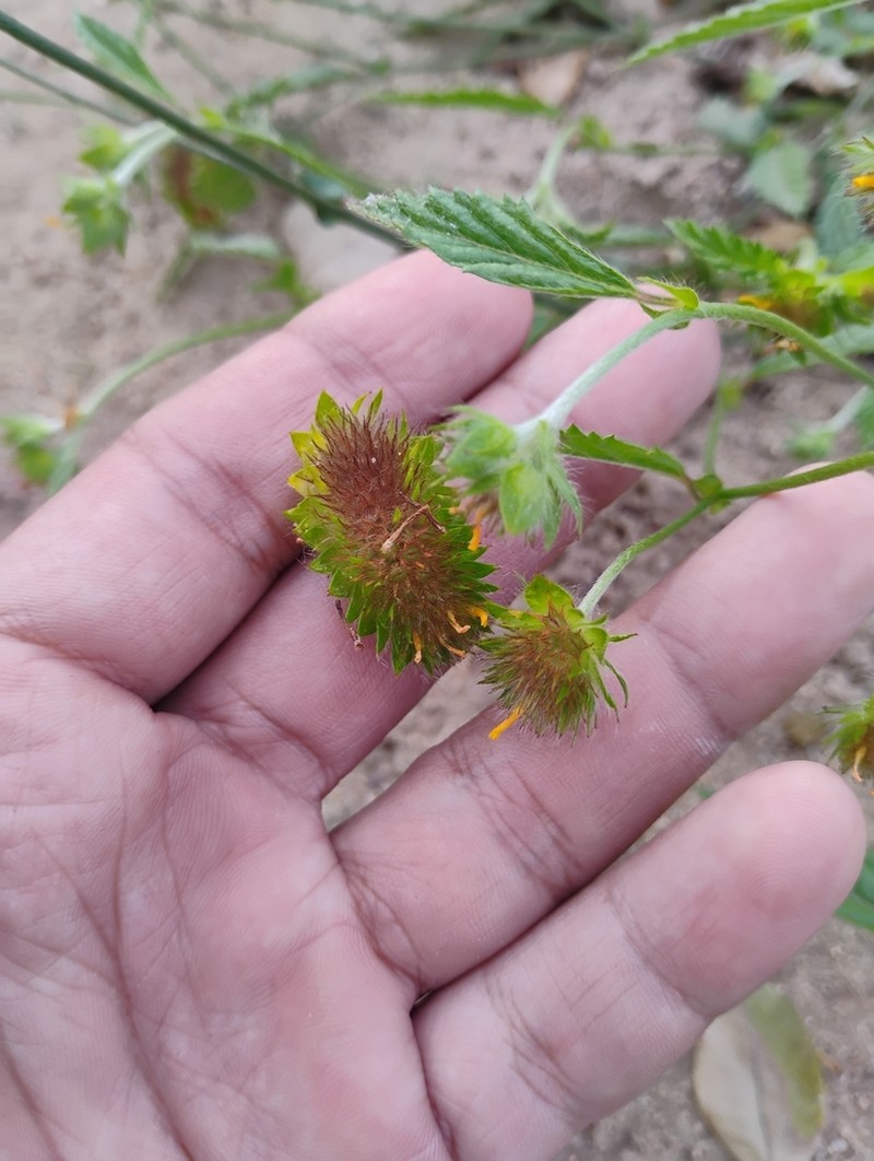 Waltheria operculata photo 5