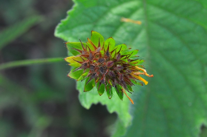 Waltheria operculata photo 6