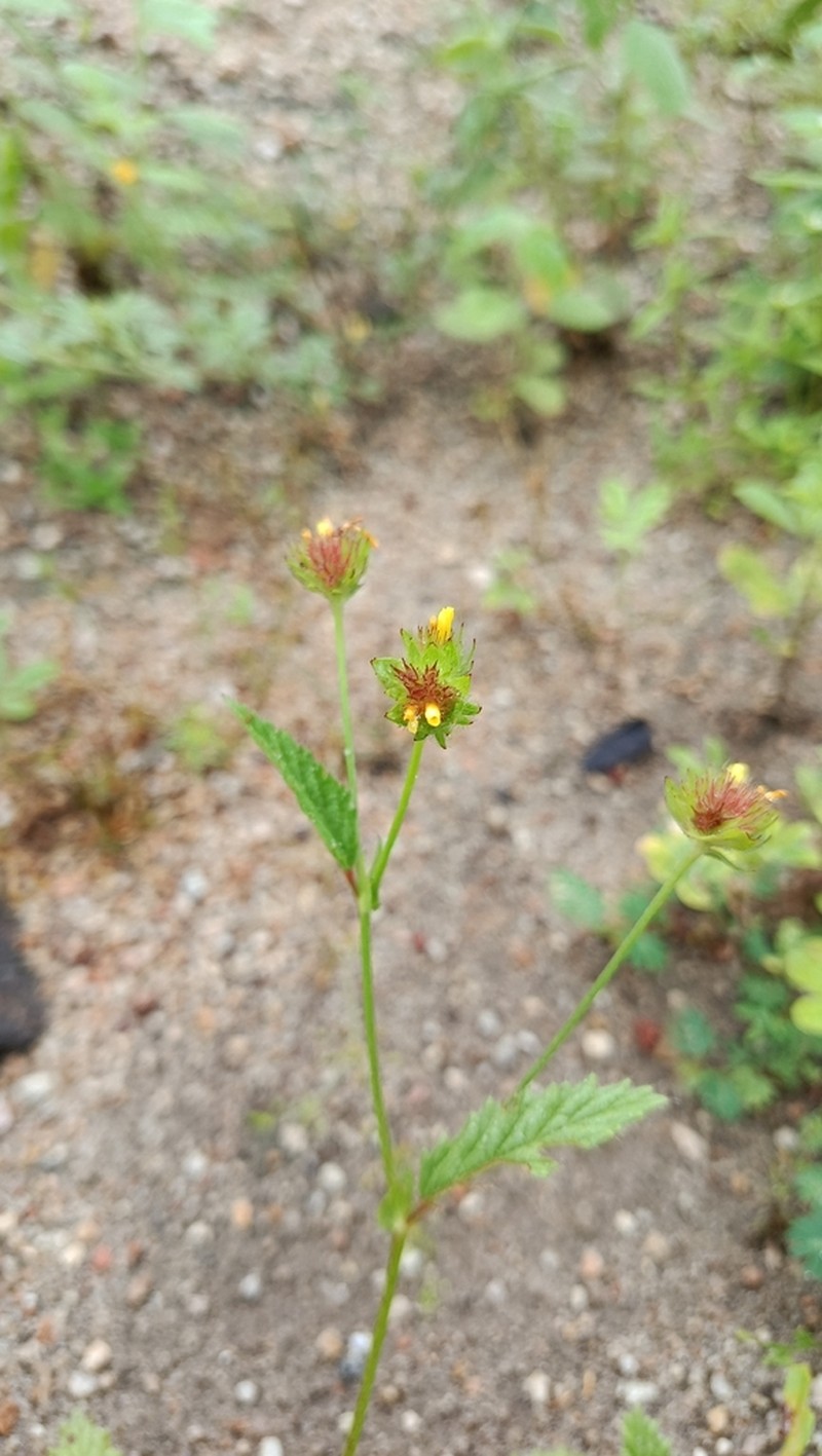 Waltheria operculata photo 7