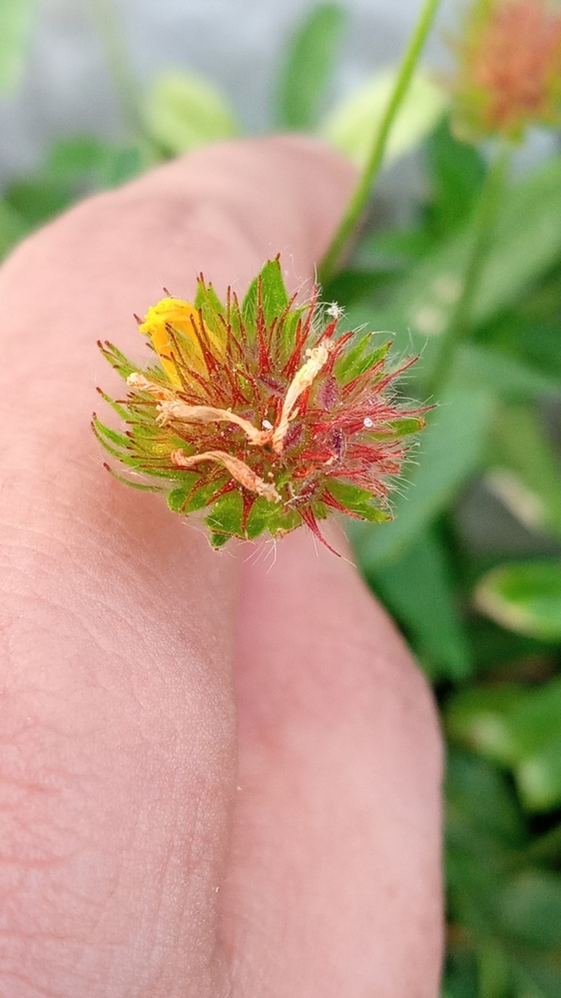 Waltheria operculata photo 8