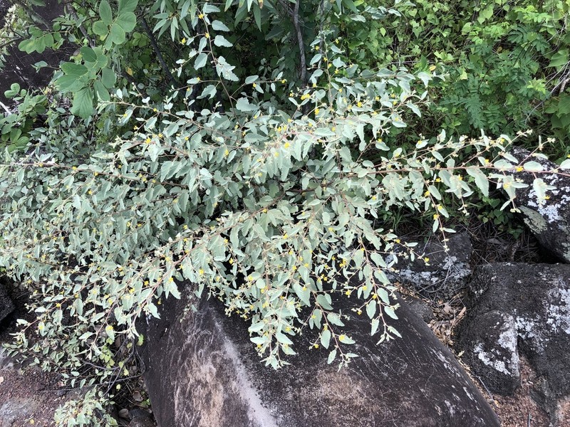 Waltheria ovata