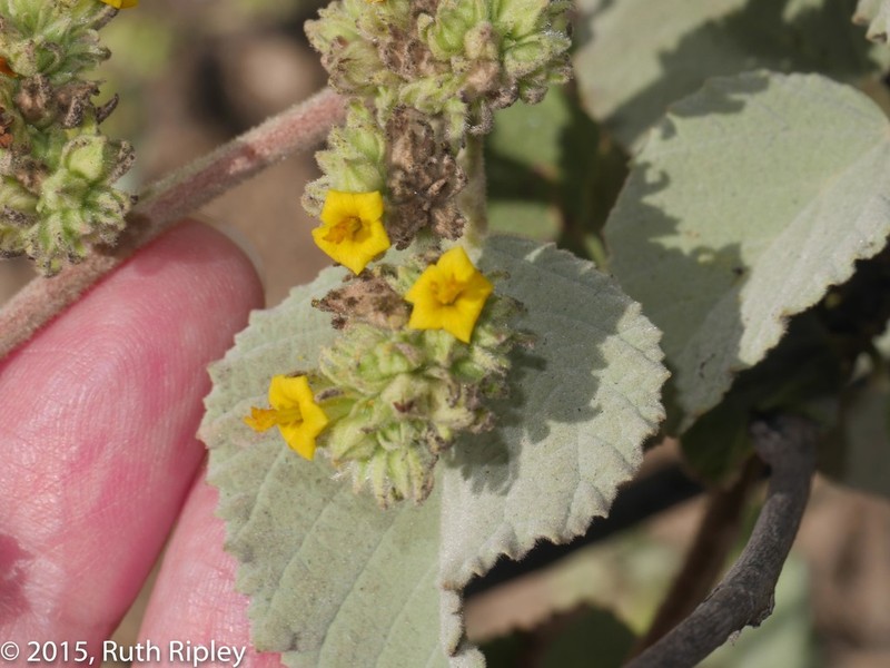 Waltheria ovata photo 2