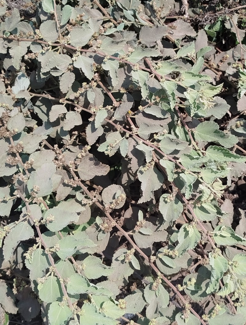 Waltheria ovata photo 3