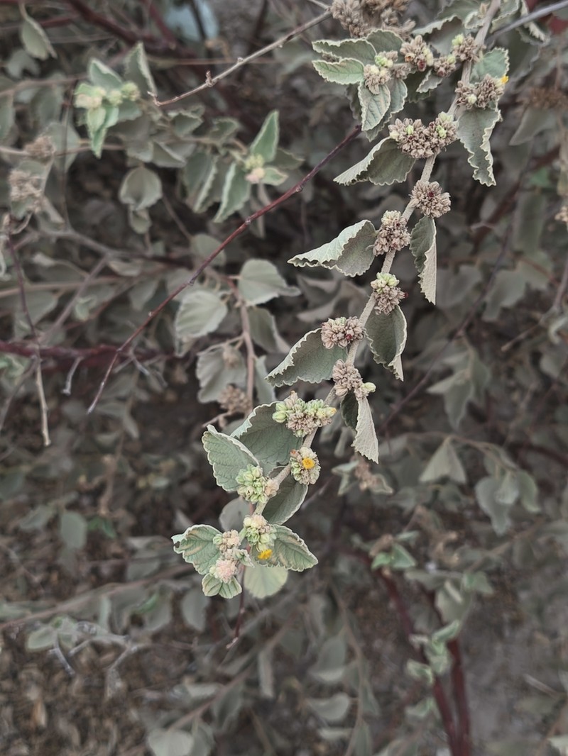 Waltheria ovata photo 4