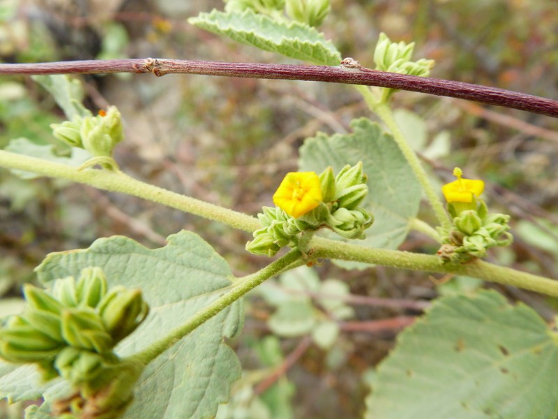 Waltheria ovata photo 5