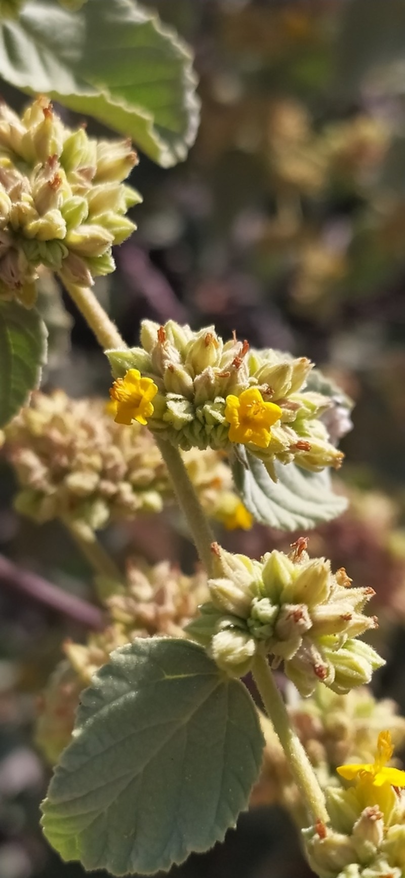 Waltheria ovata photo 6
