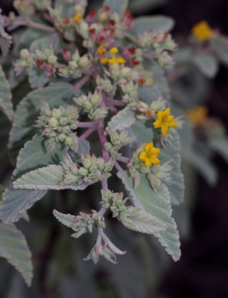 Waltheria ovata photo 8