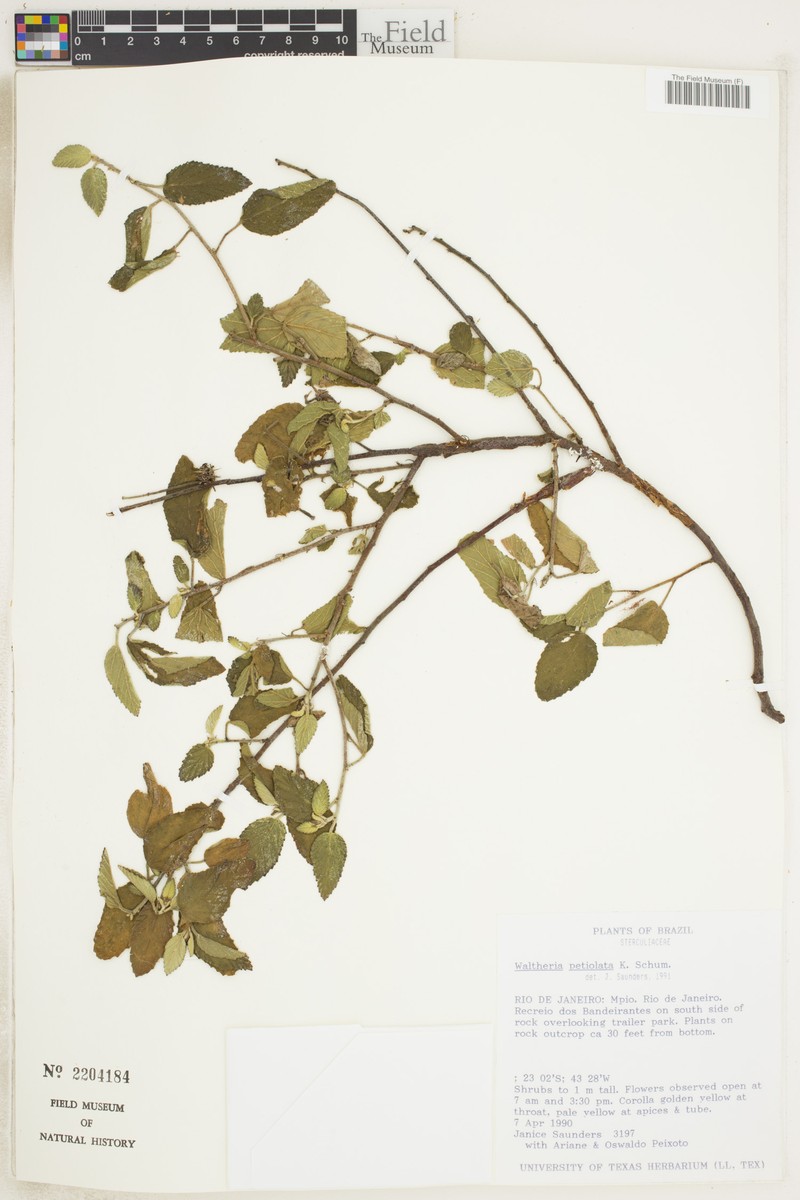 Waltheria petiolata