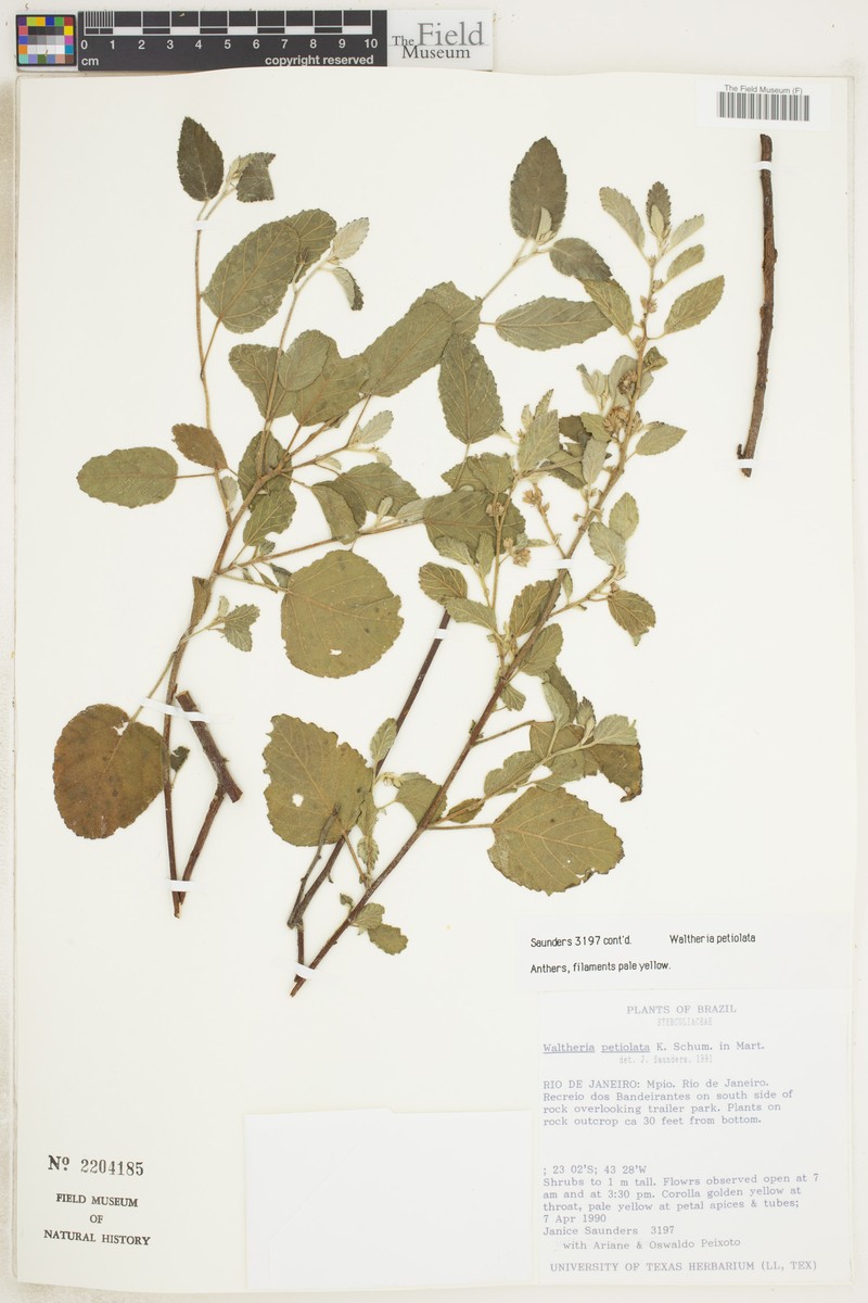 Waltheria petiolata photo 2
