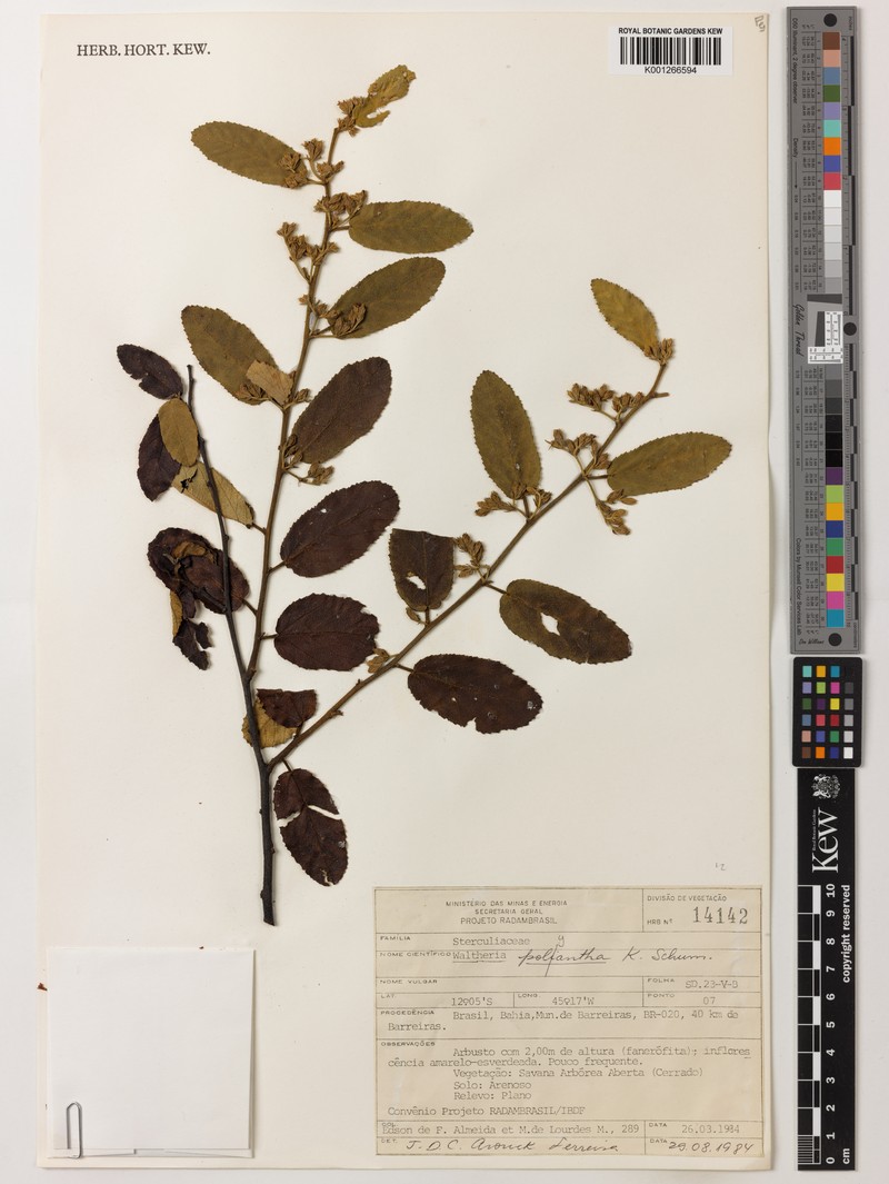 Waltheria polyantha