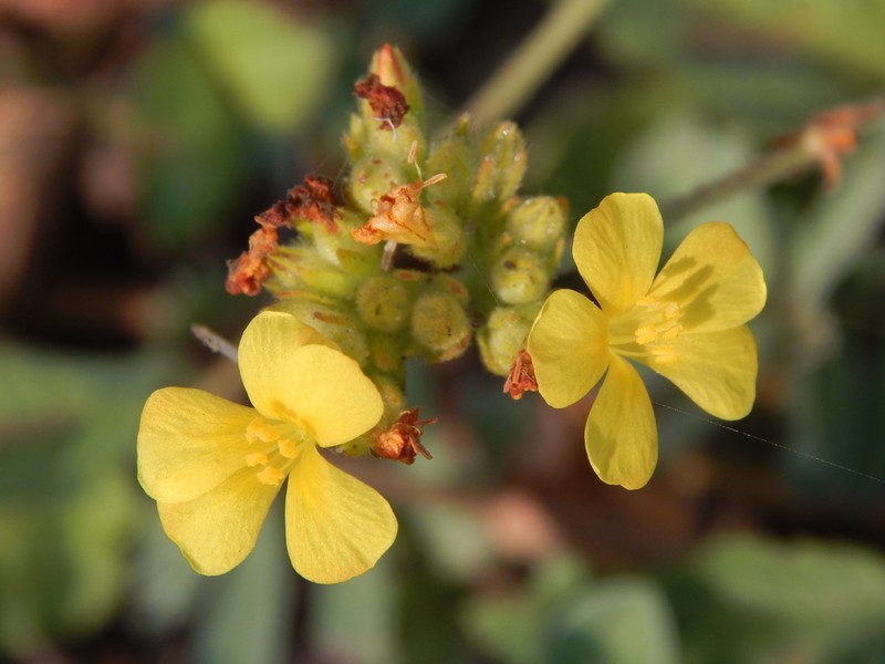 Waltheria preslii