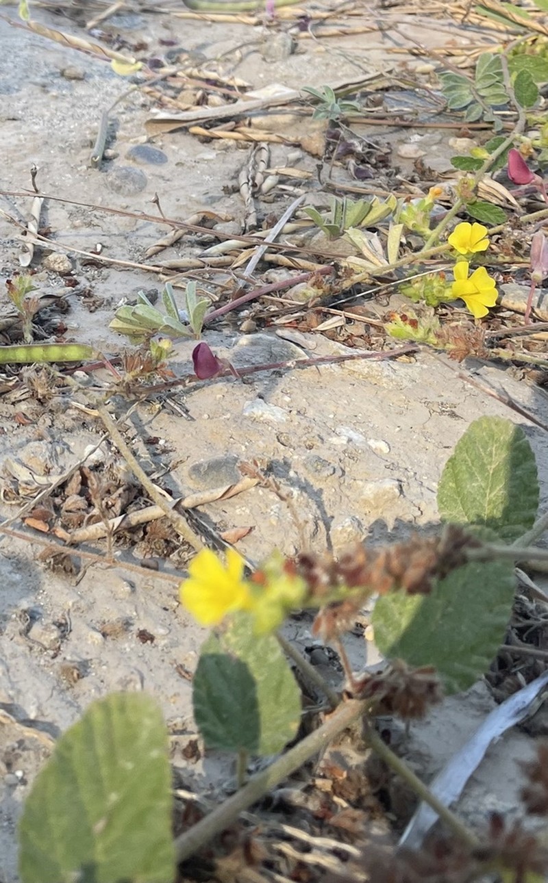 Waltheria preslii photo 2