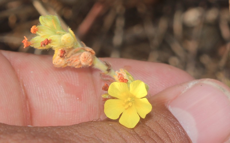 Waltheria preslii photo 3