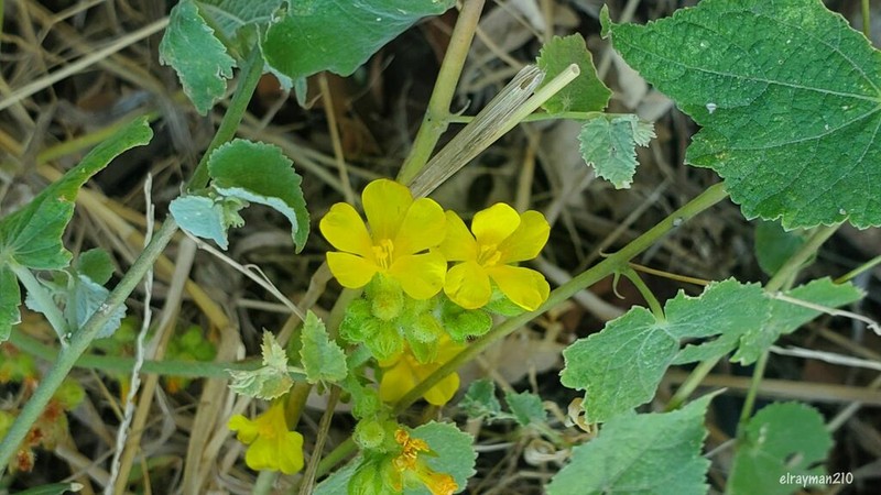 Waltheria preslii photo 4