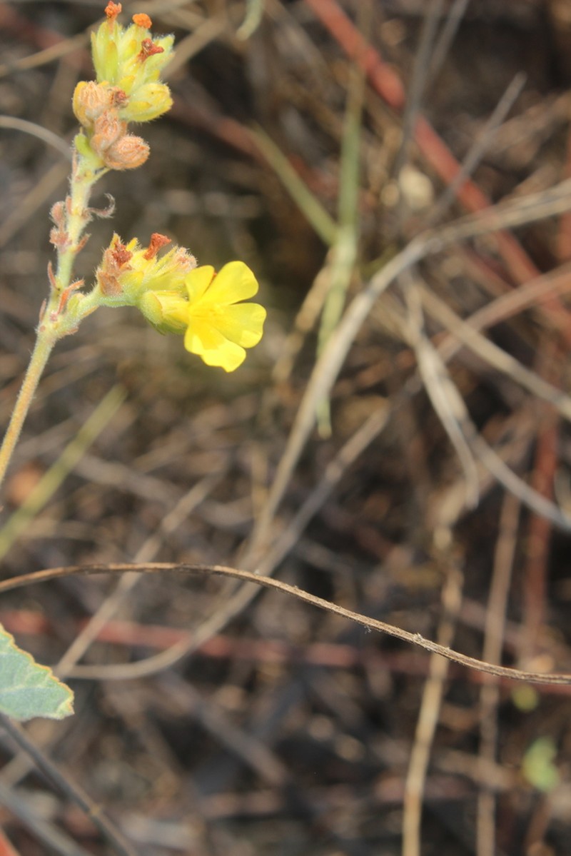 Waltheria preslii photo 5