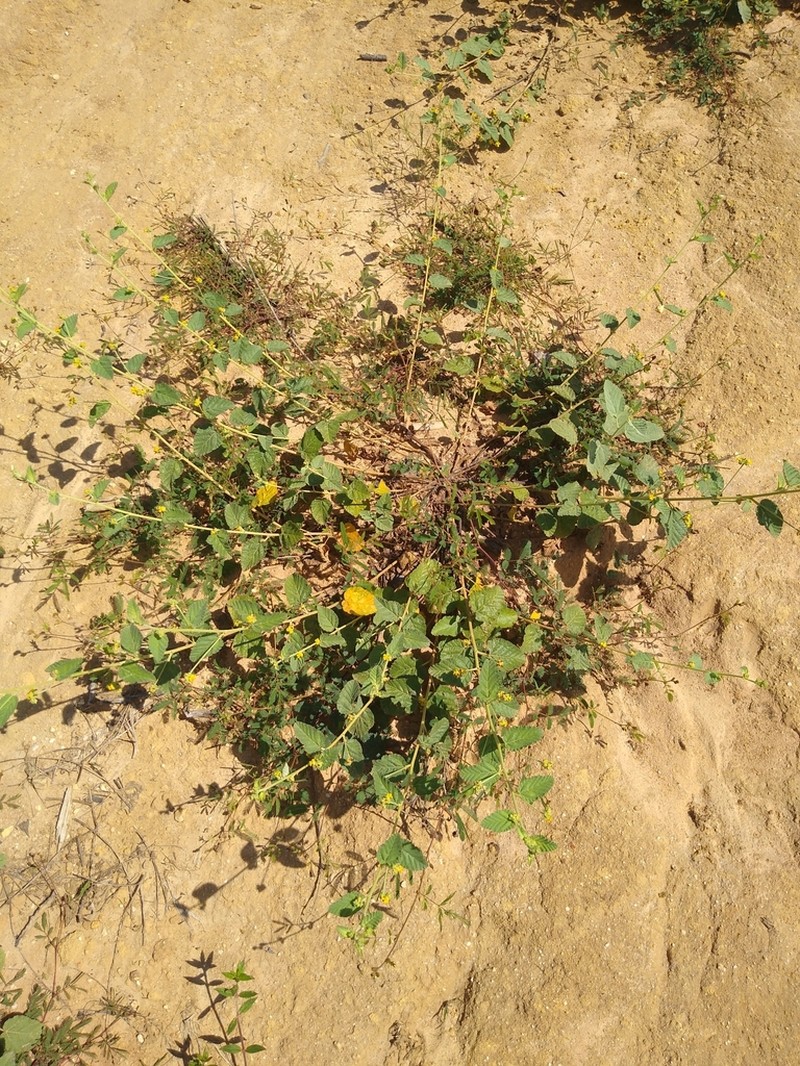 Waltheria preslii photo 6
