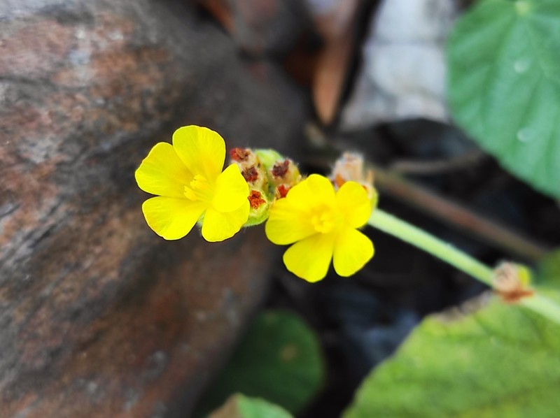 Waltheria preslii photo 7
