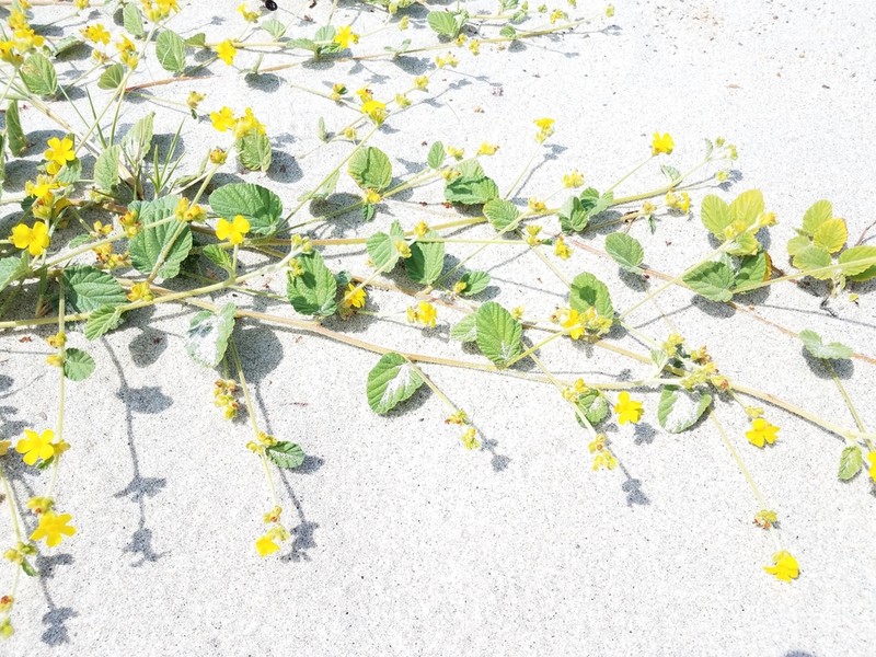 Waltheria preslii photo 8