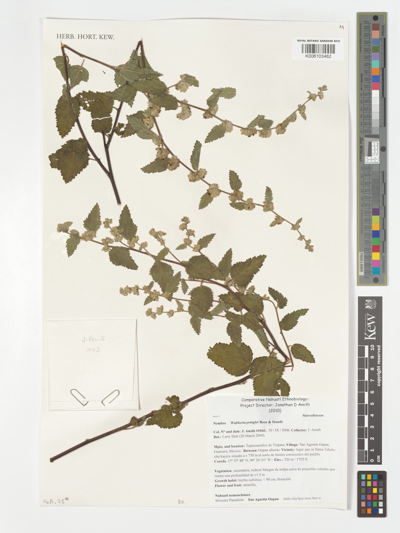 Waltheria pringlei