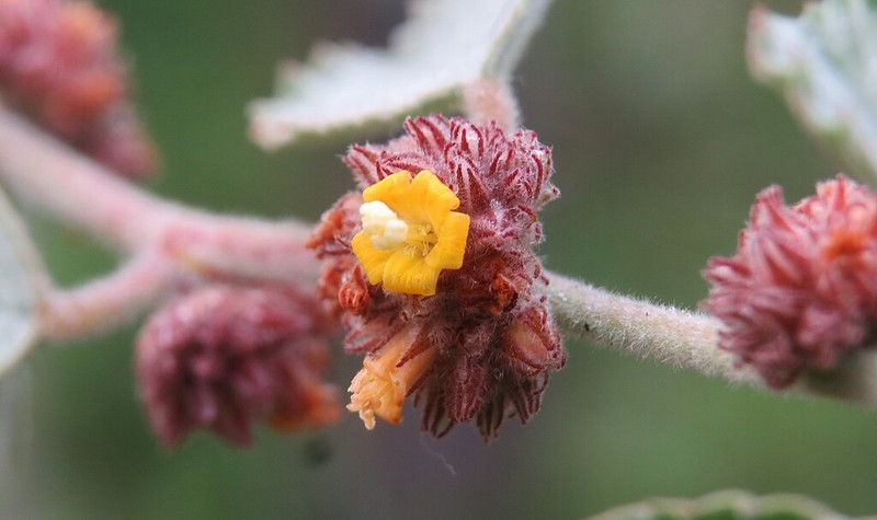 Waltheria rotundifolia